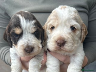 Cocker Spaniel dogs Cocker spaniel puppys for sale! - Advert 1