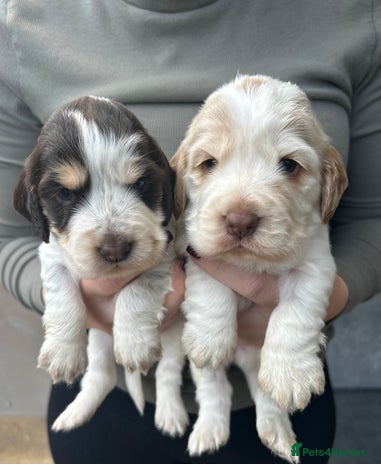 Cocker Spaniel dogs Cocker spaniel puppys for sale! - Advert 1