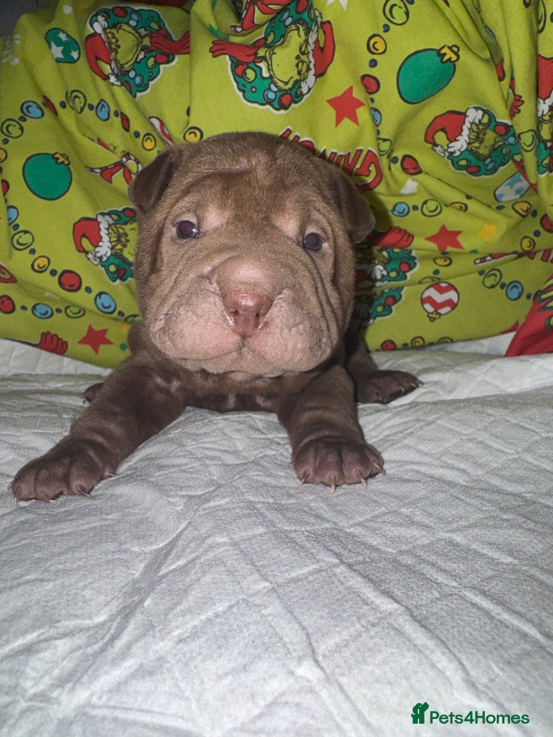 Shar Pei dogs for sale: Shar Pei Puppies For Sale - Advert 6