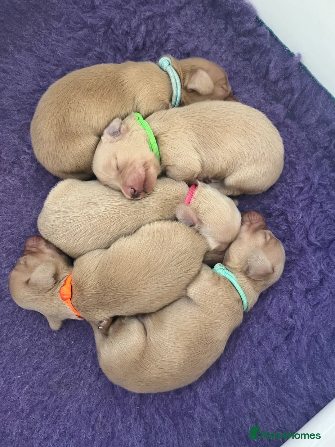 Miniature Dachshund dogs for stud: Outstanding Long Coat Cream Dachshund For Stud! in Penrith - Advert 6