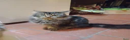 Maine Coon cats for sale: Maine Coon Kittens - Advert 18