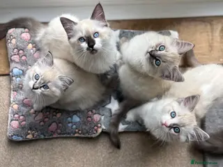Ragdoll cats Cute and friendly fluffy Ragdoll kittens - Advert 18