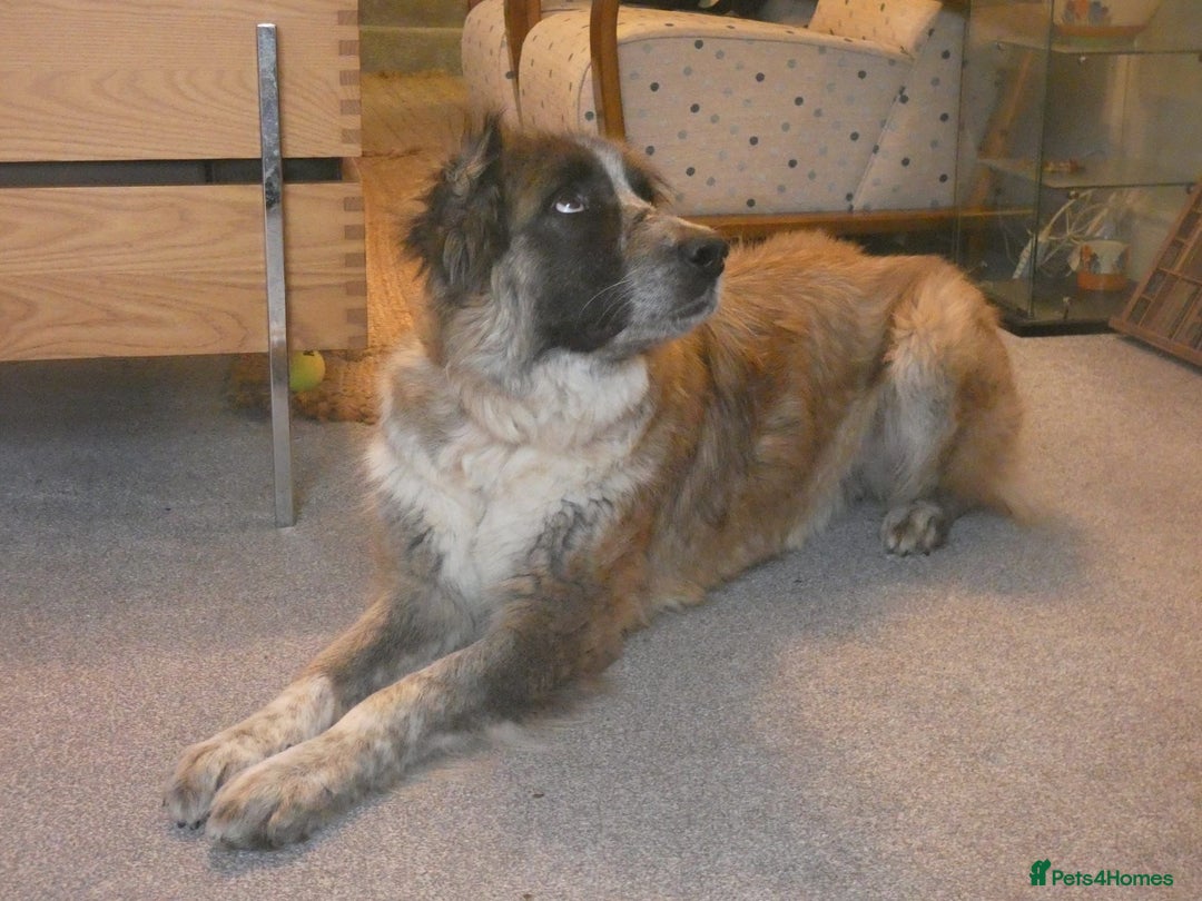 Mixed Breed dogs for adoption: Peggy  - Advert 5