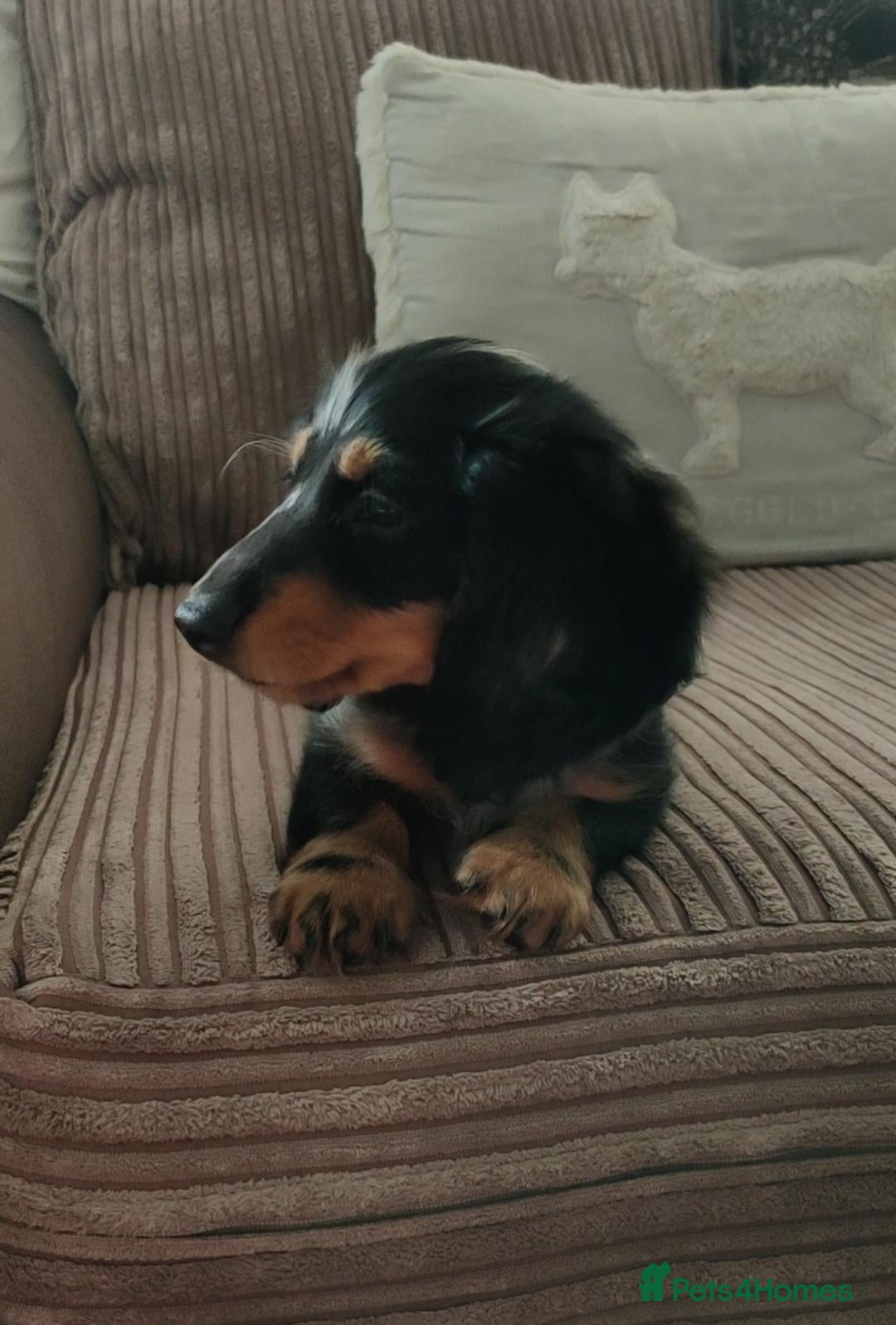 Miniature Dachshund dogs Stunning female pup ready to leave to loving home - Advert 2
