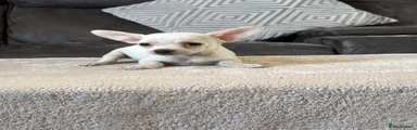 Chihuahua 1