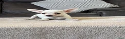 Chihuahua dogs for sale: Chihuahua puppy’s  - Advert 7