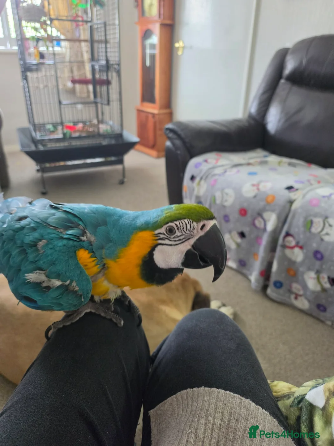 Macaws birds for sale: Hyacinth Macaw in Stoke-on-Trent - Advert 1