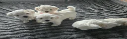 Maltese dogs for sale: Beautiful Maltese Puppies - Advert 6