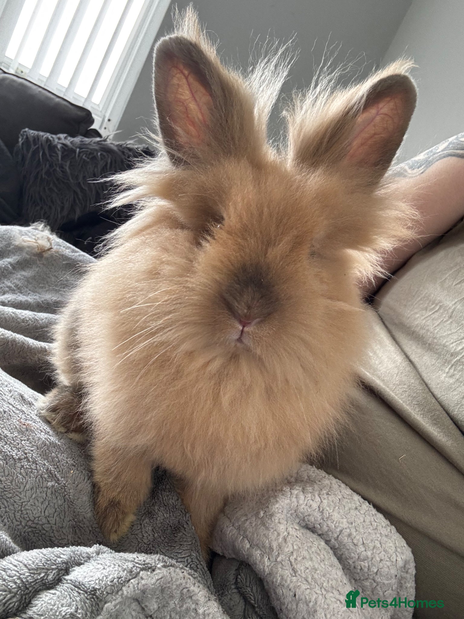 Mixed Breed rabbits Lionhead x dwarf rabbit - Advert 1