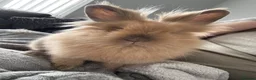 Mixed Breed rabbits for sale: Lionhead x dwarf rabbit - Advert 1
