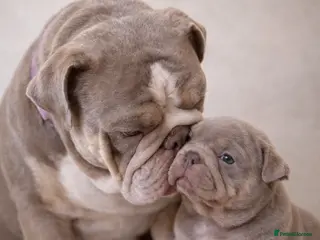 English Bulldog dogs Beautiful Female lilac and tan Bulldog - Advert 14