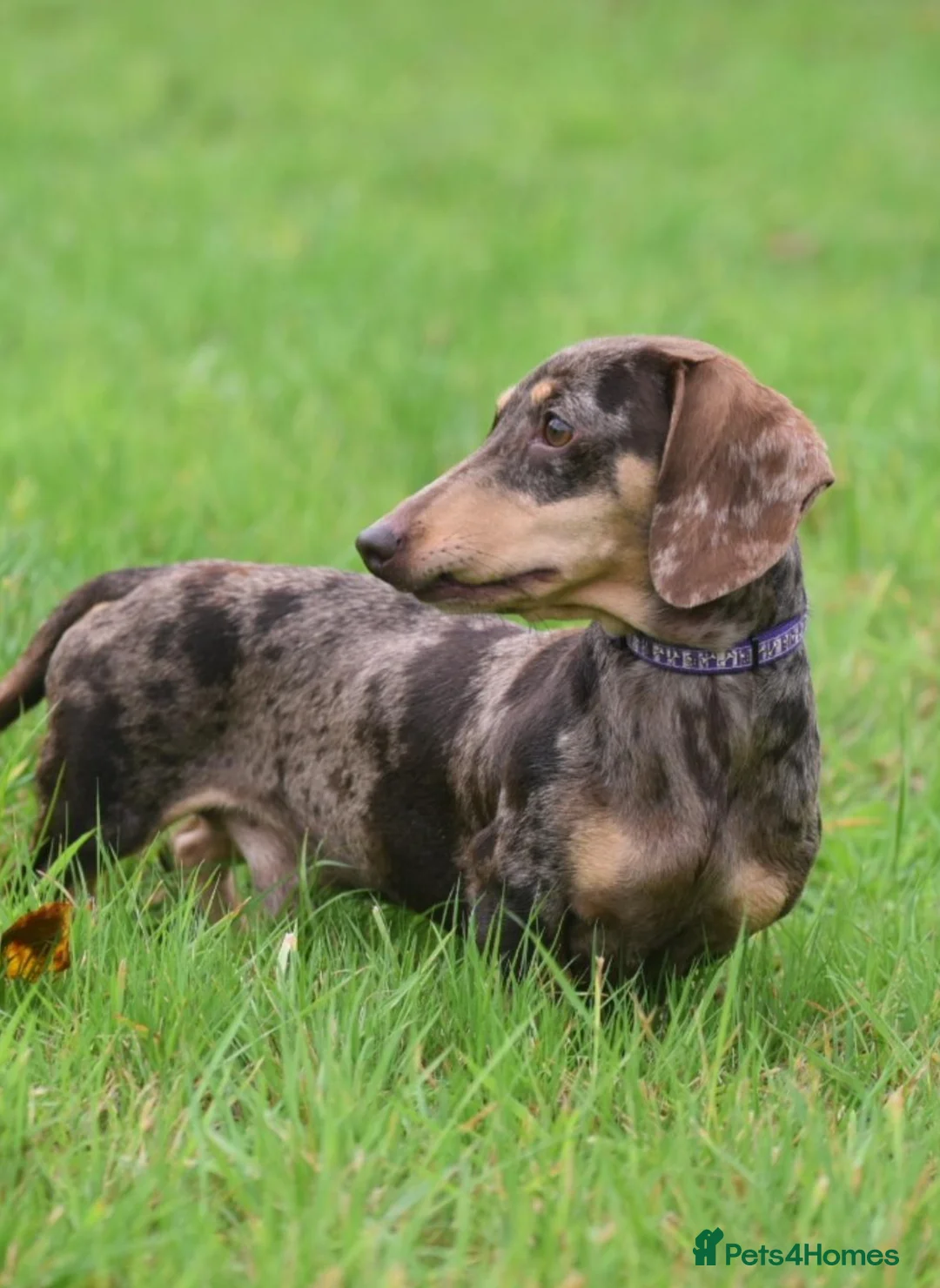 Miniature Dachshund dogs for stud: CHOCOLATE DAPPLE AND CREAM. KC REG -PRA CLEAR - Advert 2