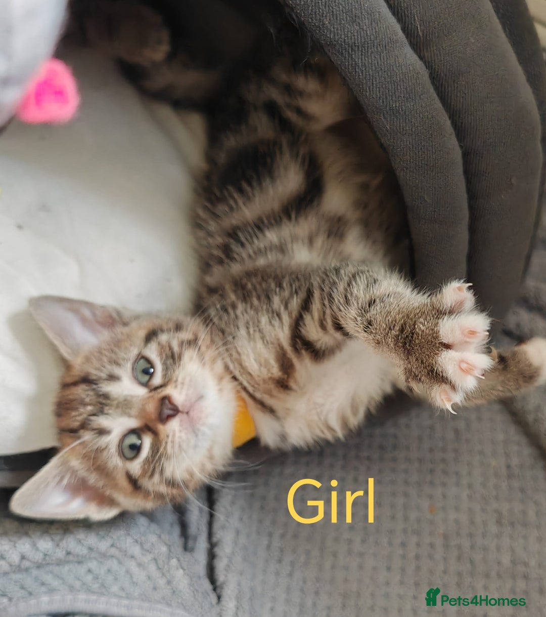 British Shorthair cats for sale: 4 litte Treasures seek Forever Home - Image 4