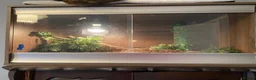 Python Snake reptiles for sale: Male Ball Python Snake in London - Advert 5