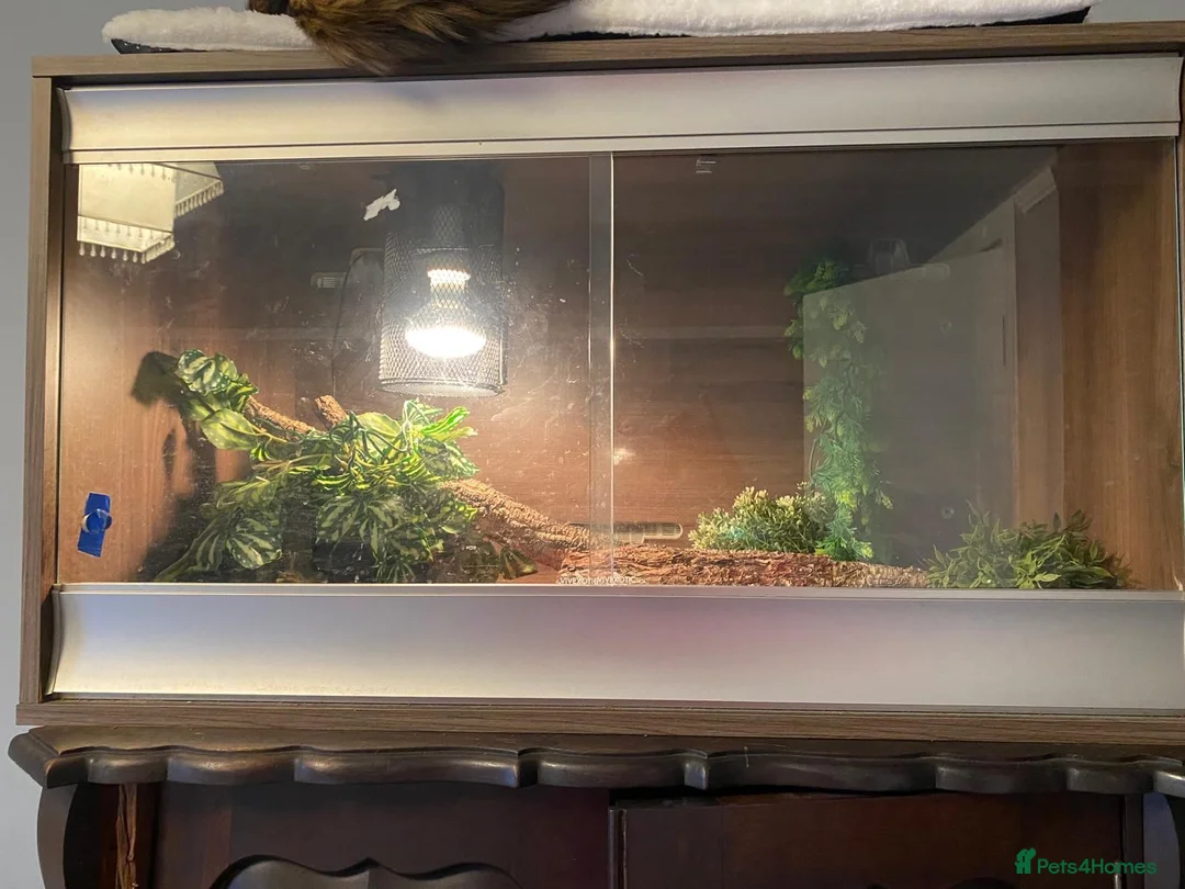Python Snake reptiles for sale: Male Ball Python Snake in London - Advert 5