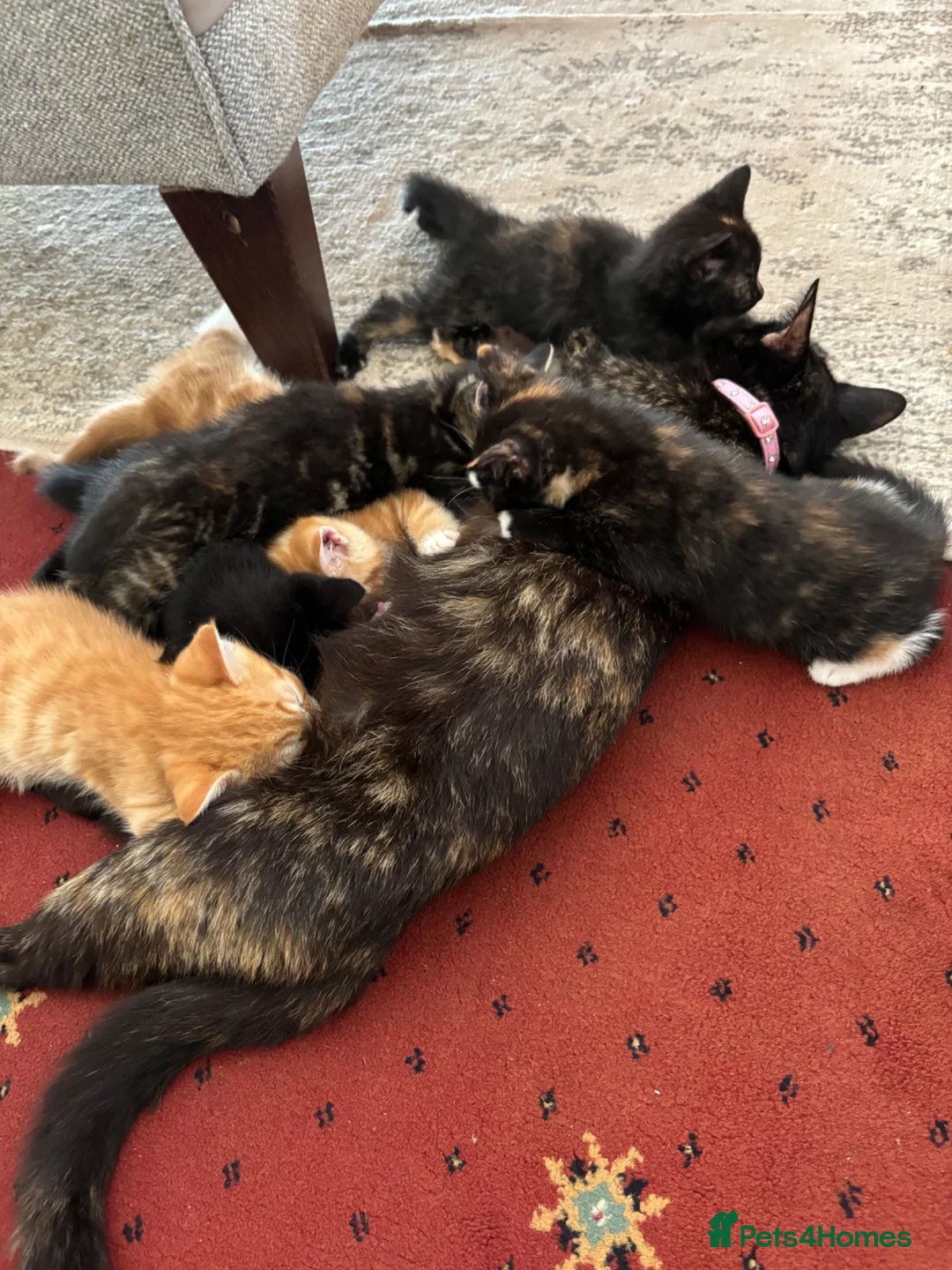 Mixed Breed cats for sale: Mixed breed chunky fluffy kittens - Advert 1