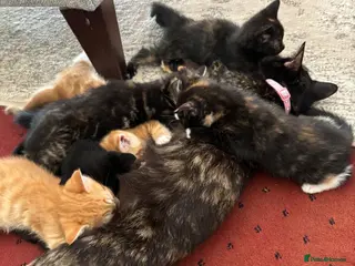 Mixed Breed cats Mixed breed chunky fluffy kittens - Advert 3