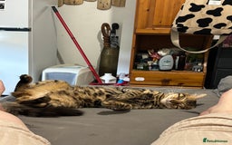 Bengal cats for sale: Garf unneutered male  - Image 1