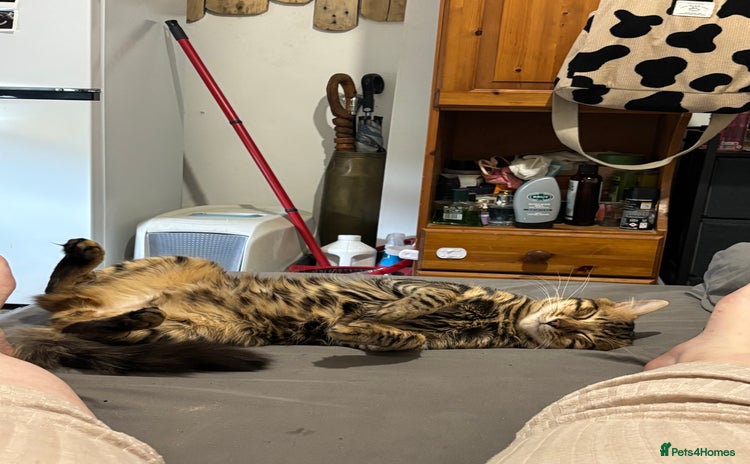 Bengal cats - Advert 4