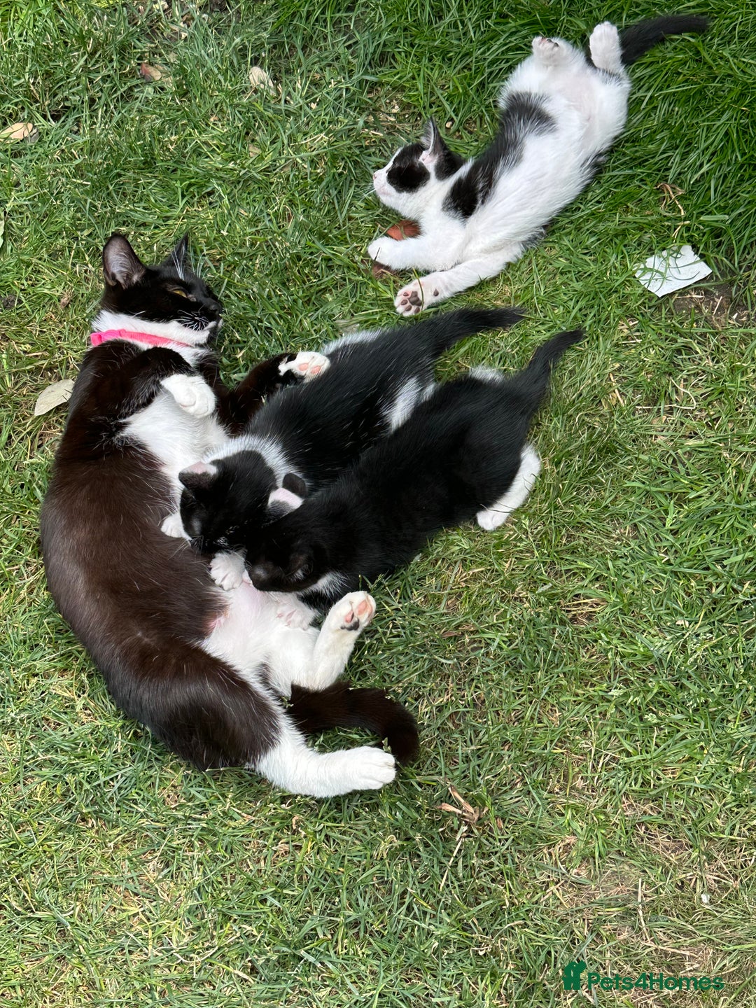 Mixed Breed cats for sale: Three kittens  - Image 10