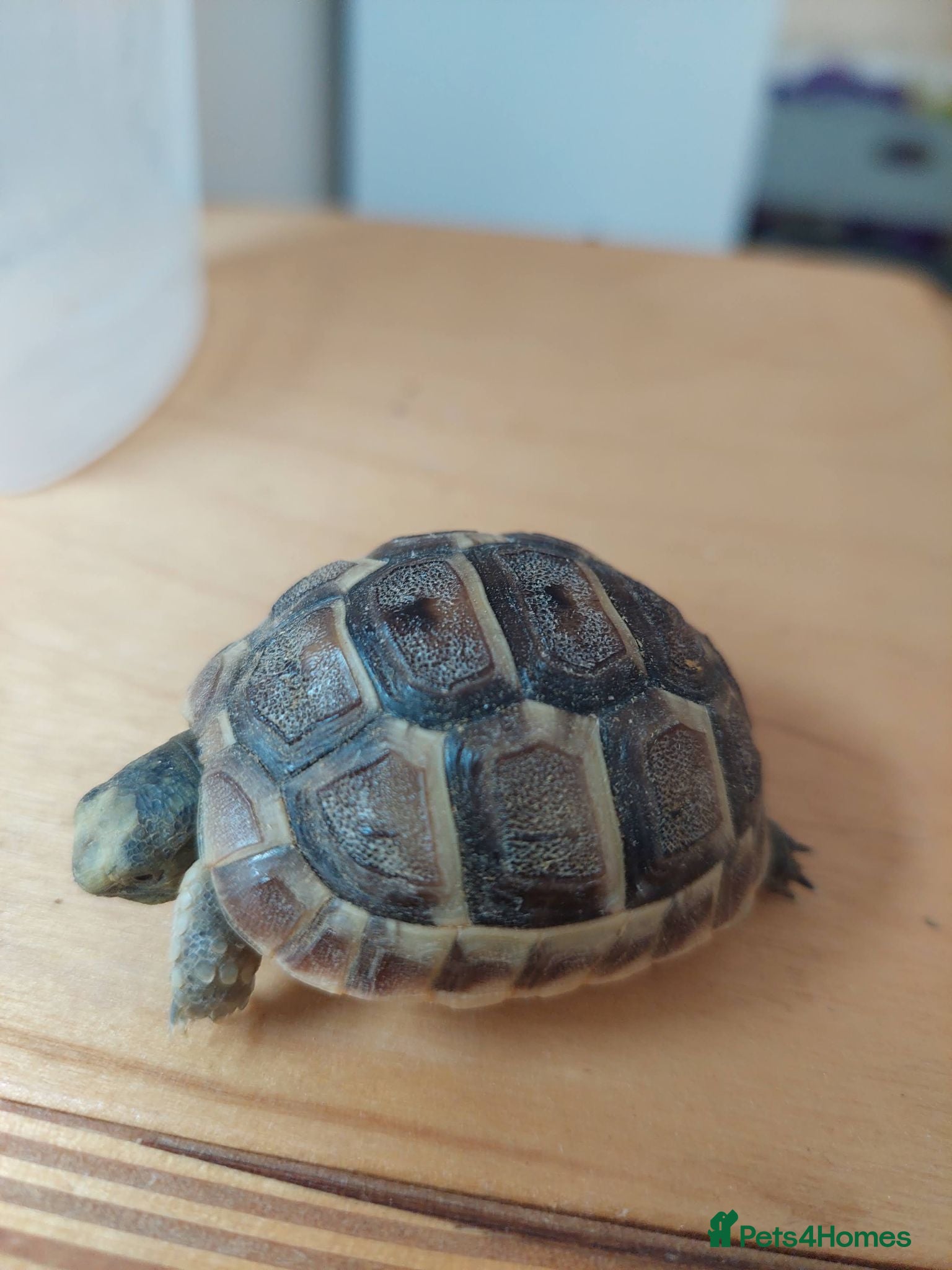 Tortoise reptiles Med spur thigh tortoises  - Advert 10