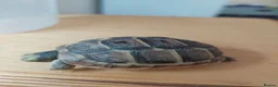 Tortoise reptiles for sale: Med spur thigh tortoises  - Advert 2