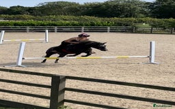 Dartmoor horses for sale: Flint aka Leightor Crumpet  - Image 4