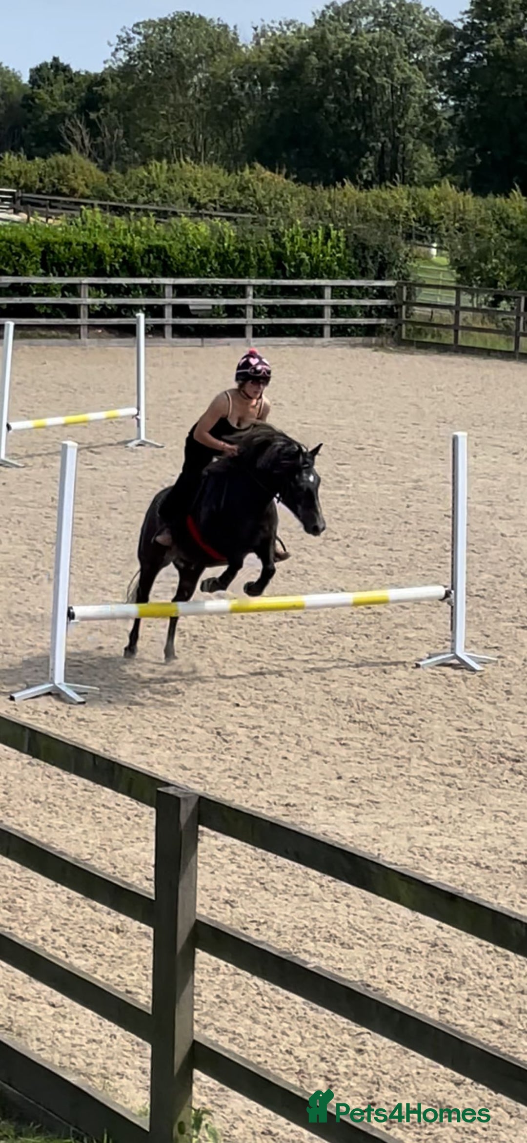 Dartmoor horses for sale: Flint aka Leightor Crumpet  - Image 4
