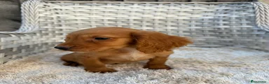 Cocker Spaniel 4