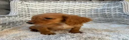 Cocker Spaniel dogs for sale: Working cocker spaniels - Advert 9