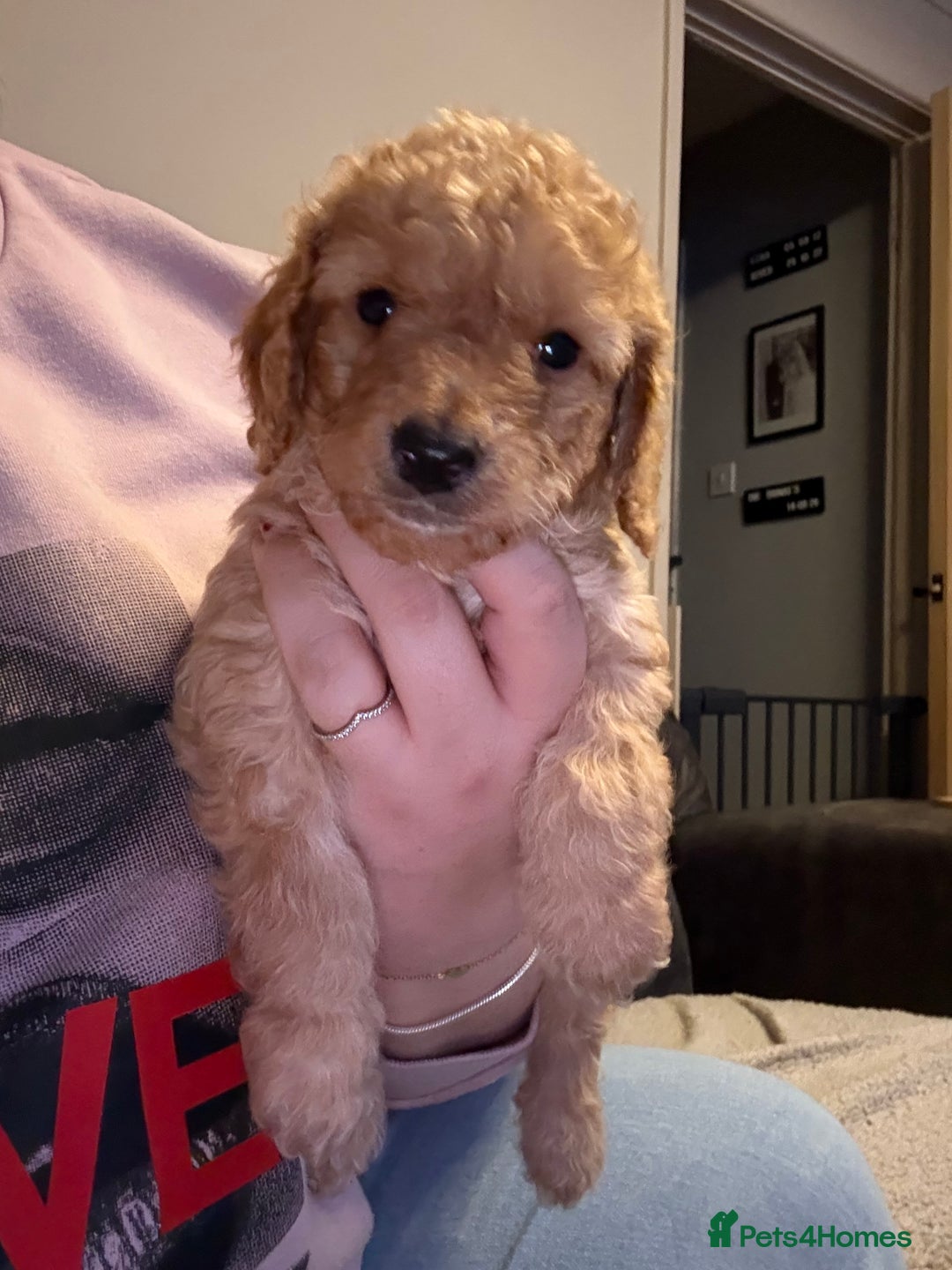 Cockapoo dogs for sale: Cockapoo Puppies For Sale  - Advert 16