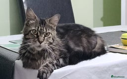 Maine Coon cats for sale: Pure maine coon kittens - Advert 1