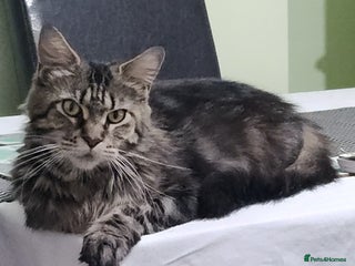 Maine Coon cats Pure maine coon kittens - Advert 4