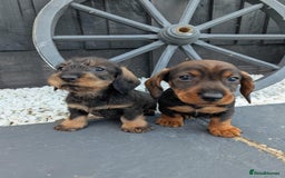 Dachshund dogs for sale: KC Register Standard Wirehaired Dachshund Puppies in Lincoln - Image 12