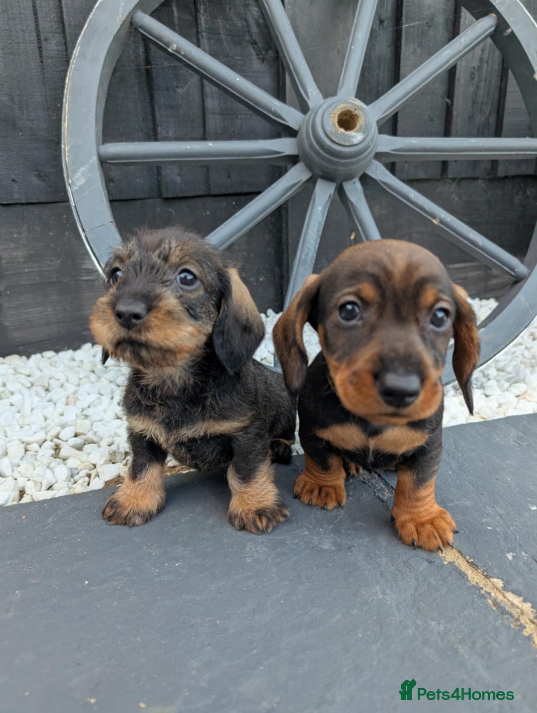 Dachshund dogs for sale: KC Register Standard Wirehaired Dachshund Puppies in Lincoln - Image 12