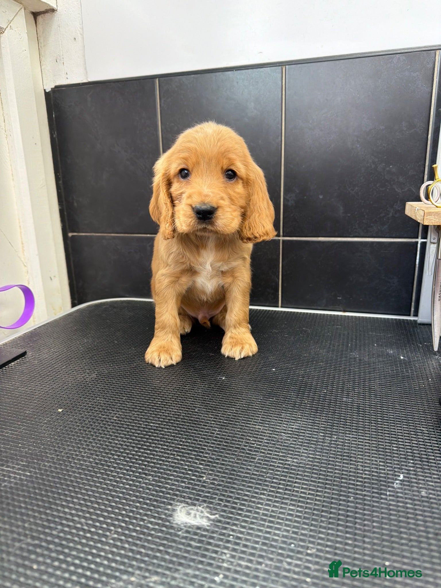 Cocker Spaniel dogs  Beautiful Cocker Spaniel show type pups  - Advert 15