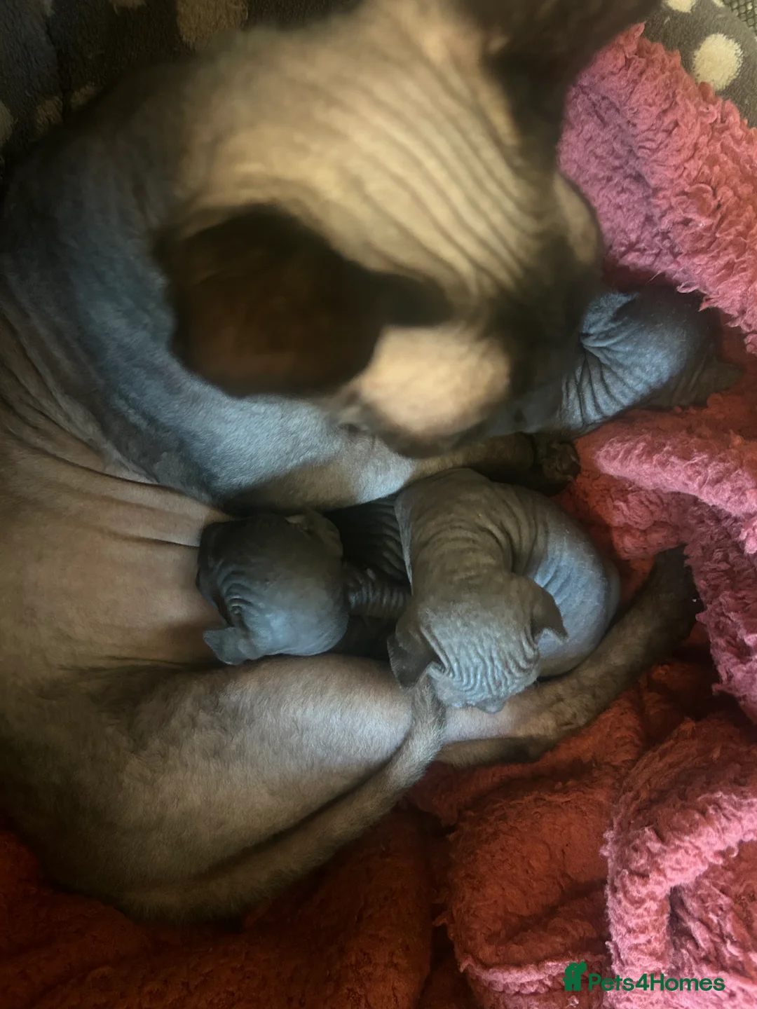 Sphynx cats for sale: Pure Canadian sphynx  - Advert 7