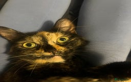 British Longhair cats for sale: Beautiful tortoiseshell female cat - Image 4