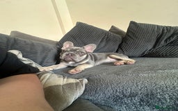 Dachshund dogs for sale: READ AD -Miniature daschund and Isabella Frenchie  - Image 6