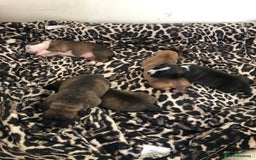 Staffordshire Bull Terrier dogs for sale: Staffordshire bull terrier puppies - Image 2