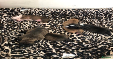 Staffordshire Bull Terrier dogs - Advert 12