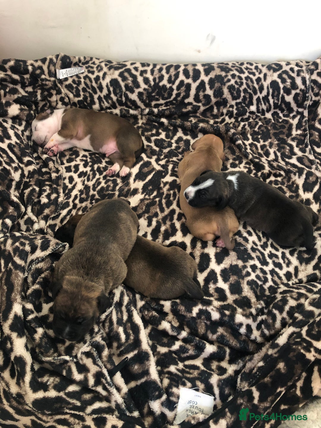 Staffordshire Bull Terrier dogs for sale: Staffordshire bull terrier puppies - Image 2