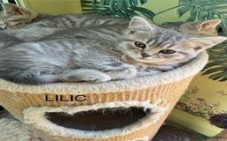 Scottish Fold cats for sale: Scottish fold/ Scottish striaght kittens  - Image 2