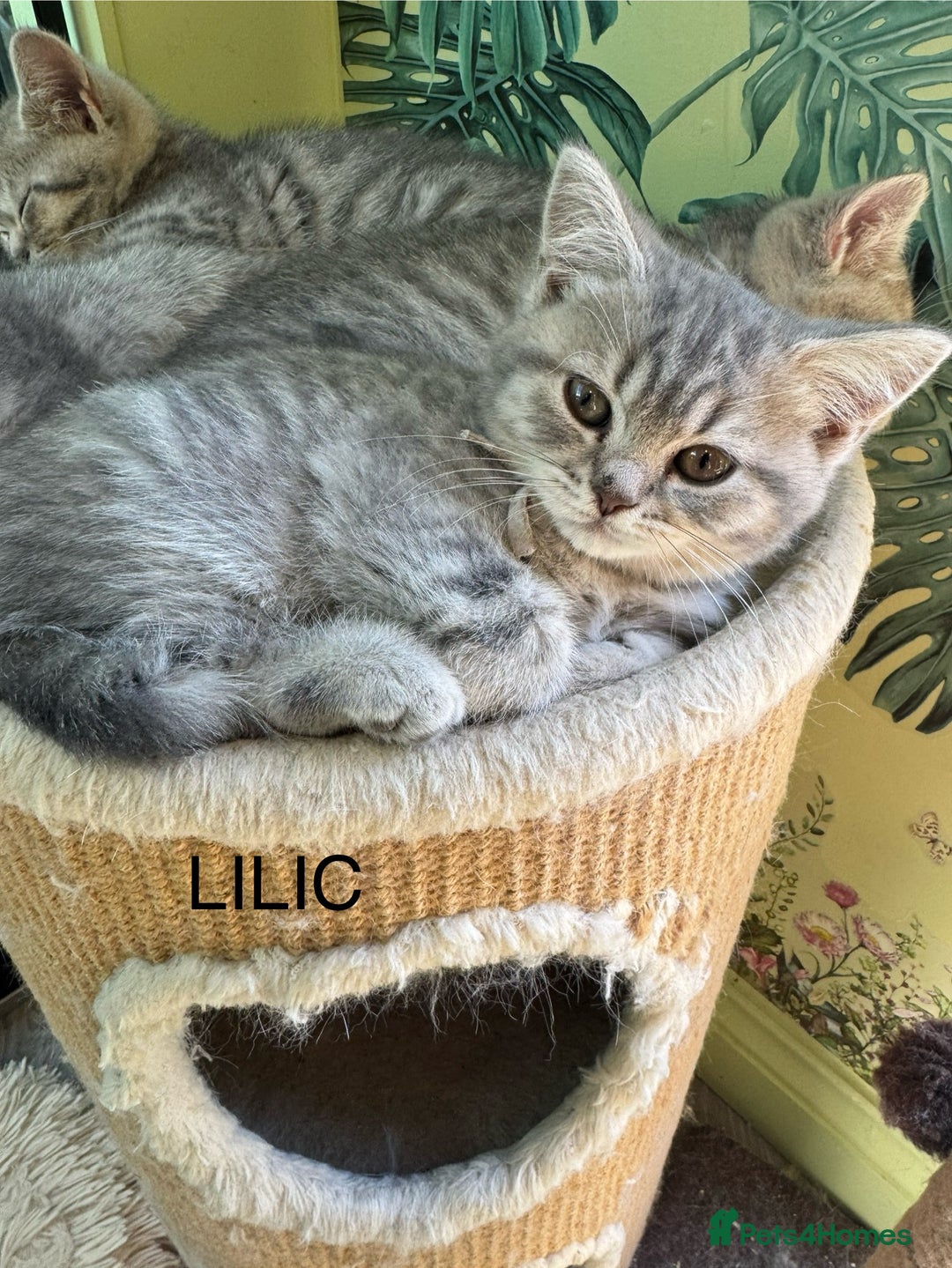 Scottish Fold cats for sale: Scottish fold/ Scottish striaght kittens  - Image 2
