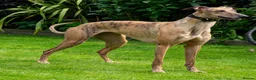 Greyhound dogs for sale: Hungarian Greyhound Pups - Advert 21