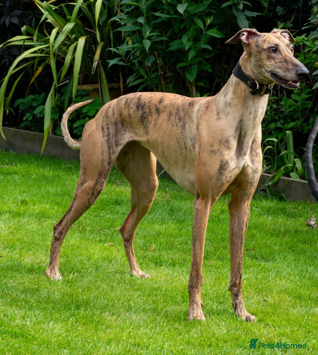 Greyhound dogs for sale: Hungarian Greyhound Pups - Advert 21