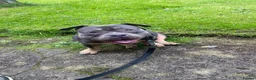 American Bulldog dogs for adoption: Jackson - Advert 13