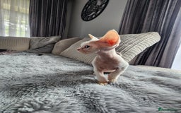 Devon Rex cats for sale: 2 Devon Rex kittens for sale!🐯🐯 - Image 7