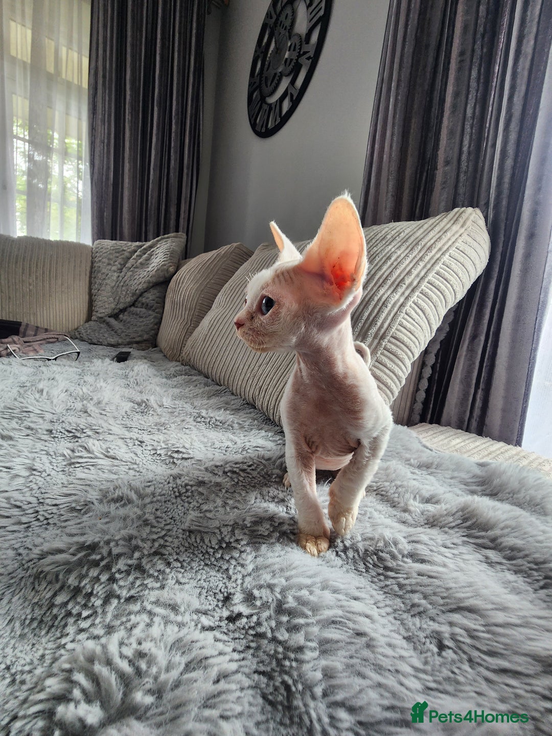 Devon Rex cats for sale: 2 Devon Rex kittens for sale!🐯🐯 - Image 7