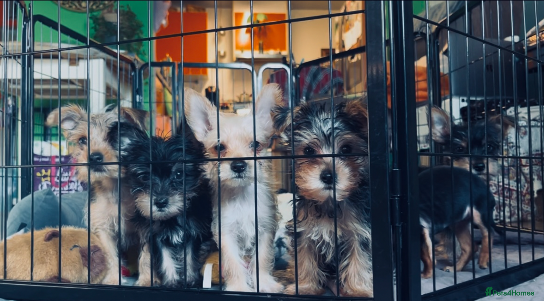 Yorkshire Terrier dogs Pure Yorkshire Terrier Pups - READY NOW 🐾 - Advert 10